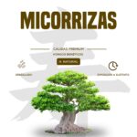 Micorrizas Hongos Beneficios