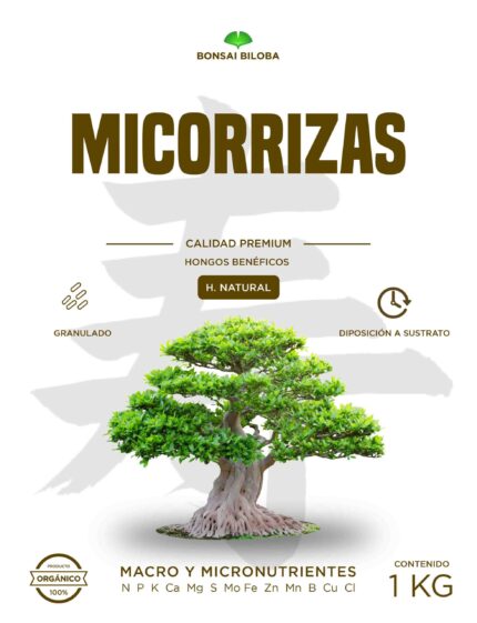 Micorrizas Hongos Beneficios