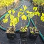 Ginkgo Biloba. 15 a 20 cm. Árbol de los 40 Escudos