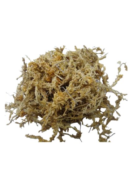Musgo Sphagnum Moss 100 Gramos Sanitizado