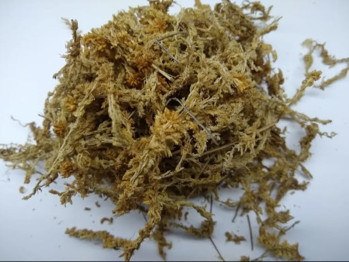 Musgo Sphagnum Moss 100 Gramos Sanitizado