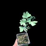 Ginkgo Biloba. 15 a 20 cm. Árbol de los 40 Escudos