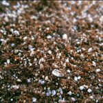 Sustrato Para Plantas Carnivoras