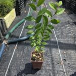 Ulmus Parvifolia u Olmo Chino de Corteza