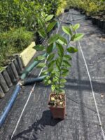 Ulmus Parvifolia u Olmo Chino de Corteza - Imagen 8
