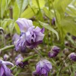 Semillas De Wisteria Violacea Plena. Wisteria De Flor Rellena