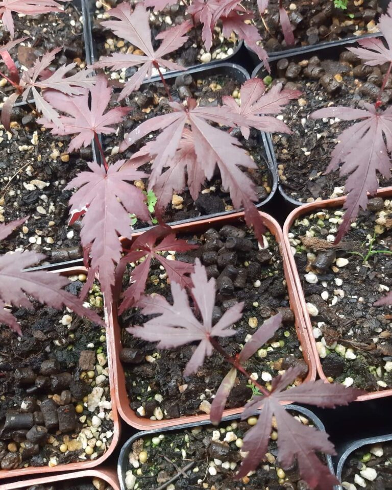 Arce japonés palmeado púrpura - Acer palmatum Arce japonés palmeado púrpura - Acer palmatum