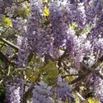 Semillas De Wisteria Sinensis Morada. Glicina China.