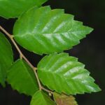 Semillas De Ulmus Parvifolia Olmo Chino de Corteza