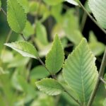 Semillas De Ulmus Pumila. Olmo Chino Siberiano Enano