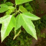 Semillas De Acer Buergerianum Arce Tridente Japones (Kaede)