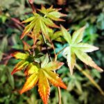 Semillas De Arce Palmatum Japonés Small. Arce Hoja Pequeña