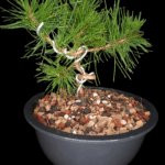 Pinus Thumberguii Koramatsu, Pino Negro Japonés