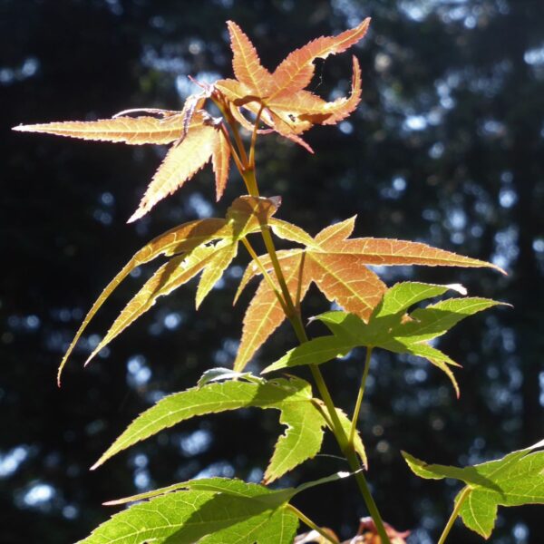 Semi Di Acero Giapponese Rosso Porpora (Acer Palmatum Atropurpureum) &ndash; 15 Semi, Marca Tu Propio Jard&iacute;n
