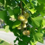 Semillas De Ginkgo Biloba Árbol De los 40 Escudos