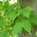 Semillas De Arce Negundo. Arce Acezintle o Hoja de Fresno de E.U.A