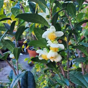 Olmo Chino (Ulmus Parvifolia) 🌿 Un Bello Ejemplar En Proceso De - Foto 5