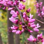 Semillas De Cercis Canadensis. Ciclamor del Canadá