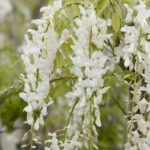 Semillas De Wisteria Floribunda White. Glicina Japonesa.