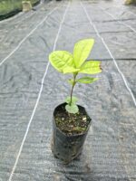 Camellia Sinensis o Planta del Té verde Oriental. - Imagen 2