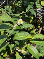 Camellia Sinensis o Planta del Té verde Oriental. - Imagen 4