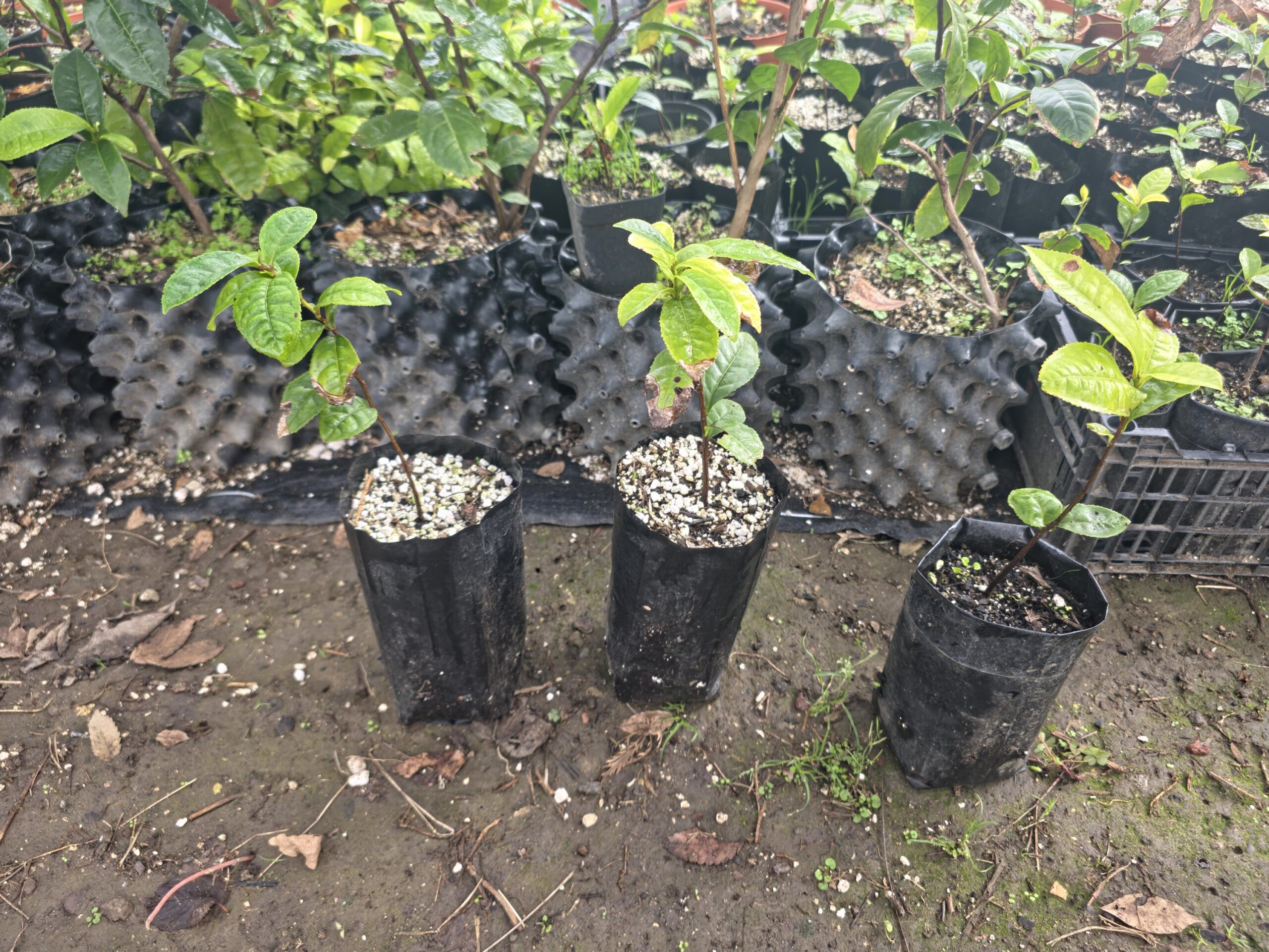 2024/04/159146-scaled.jpg Camellia Sinensis o Planta del Té verde Oriental. - Imagen 1