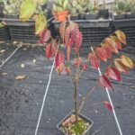 Zelkova serrata, Zelkova del Japón o Keyaki.