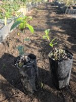 Camellia Sinensis o Planta del Té verde Oriental. - Imagen 3