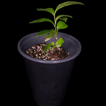 Camelia Sinensis o Planta del Té verde Oriental.