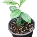 Camelia Sinensis o Planta del Té verde Oriental.
