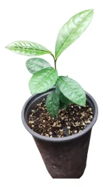 Camelia Sinensis o Planta del Té verde Oriental.
