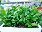 Camelia Sinensis o Planta del Té verde Oriental. - Imagen 3