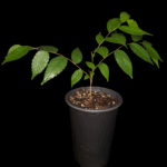 Zelkova serrata, Zelkova del Japón o Keyaki.