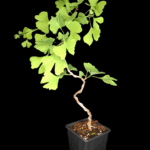 Ginkgo Biloba De 35 a 45 cm. Árboles de los 40 Escudos.