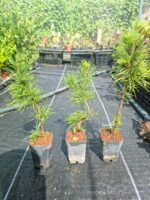 Pinus Thumberguii Koramatsu, Pino Negro Japonés - Imagen 3
