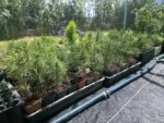 Pinus Thumberguii Koramatsu, Pino Negro Japonés