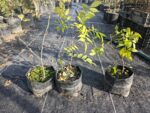 Wisteria Sinensis Morada, Glicina China - Imagen 4