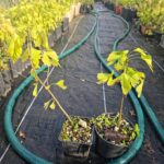 Ginkgo Biloba