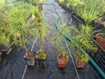 Pinus Thumberguii Koramatsu, Pino Negro Japonés - Imagen 2