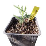 Secuoya Giganteum o Sequoiadendron giganteum