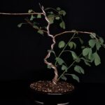 Ginkgo Biloba Maceta Ceramica 02