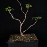 Ginkgo Biloba Autumn Gold.  Árbol de los 40 escudos. Maceta Cerámica Alta Temperatura. 04