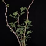 Ginkgo Biloba Autumn Gold. Árbol de los 40 escudos. Maceta Cerámica Alta Temperatura. 05