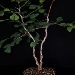 Ginkgo Biloba Autumn Gold.  Árbol de los 40 escudos. Maceta Cerámica Alta Temperatura. 06