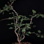 Ginkgo Biloba Autumn Gold.  Árbol de los 40 escudos. Maceta Cerámica Alta Temperatura. 07