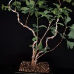 Ginkgo Biloba Autumn Gold. Árbol de los 40 escudos. Maceta Cerámica Alta Temperatura. 08