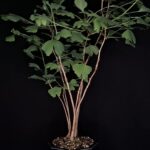 Ginkgo Biloba Autumn Gold. Árbol de los 40 escudos. Maceta Cerámica Alta Temperatura. 09