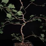 Ginkgo Biloba Autumn Gold. Árbol de los 40 escudos. Maceta Cerámica Alta Temperatura. 10