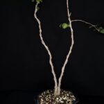 Ginkgo Biloba Autumn Gold. Árbol de los 40 escudos. Maceta Cerámica Alta Temperatura. 10