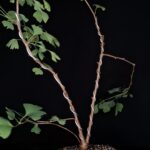 Ginkgo Biloba Autumn Gold. Árbol de los 40 escudos. Maceta Cerámica Alta Temperatura. 12